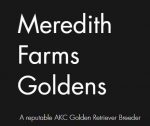 Meredith Farms Goldens LLC